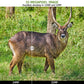 Wireless Bluetooth WildlifeTrail Camera with Night Vision Motion Activated 32MP 1296P Waterproof Stealth Camouflage for Hunting, Home Security | A280W Brown