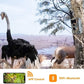 Bundle Wifi Wildlife Camera Trail Camera with Night Vision Motion Activated 0.5S Trigger Speed 32MP 1296P IP66 Waterproof Scouting Cam for & Hunting Wildlife+32GB SD Card